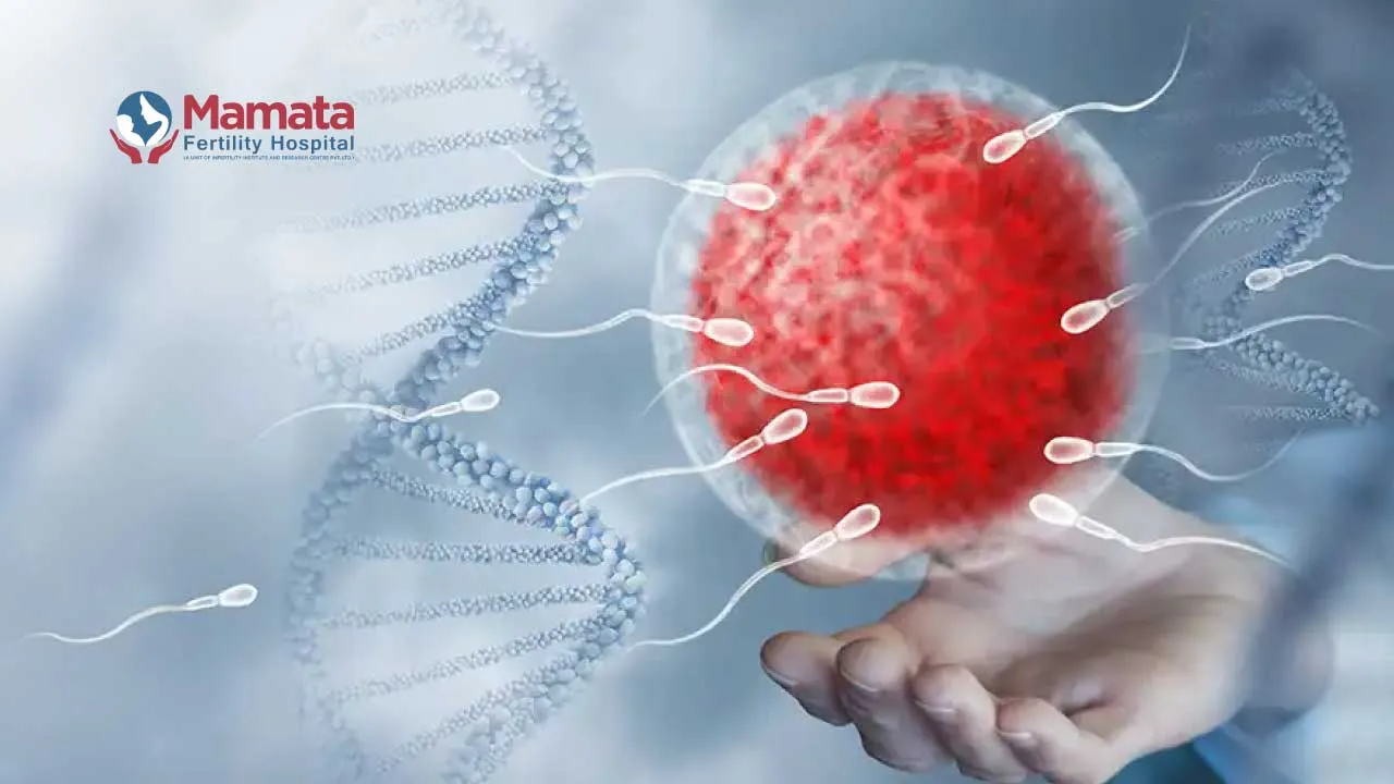 Egg vs Embryo Quality